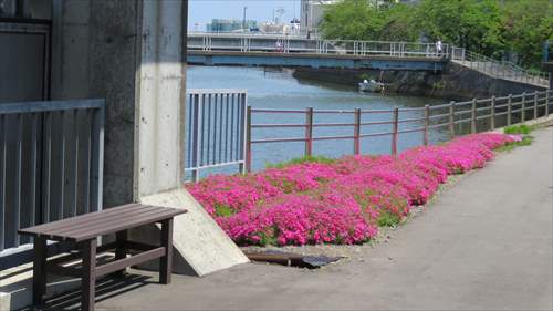 柳川ポンプ場裏手、排水門横（下流側）の土手の芝桜（ベンチもあるよ！）