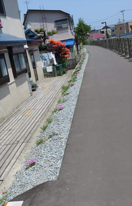 工橋と田橋の中間地点（左岸）芝桜を植え付けて下さっています